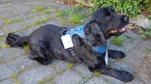 A dog wearing a two-point harness