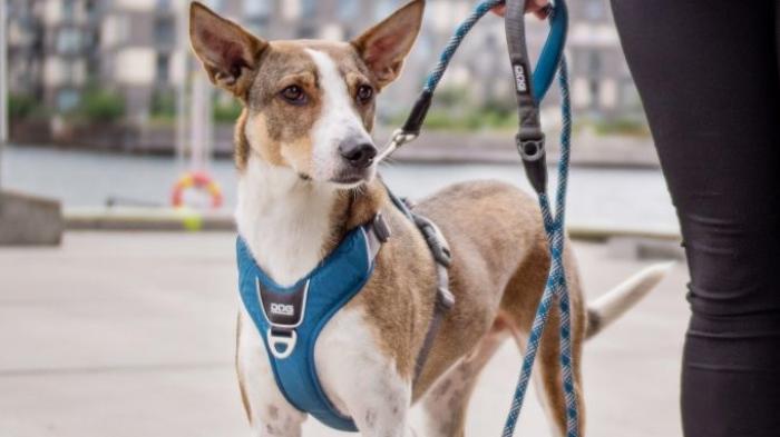 A dog wearing a two-point harness