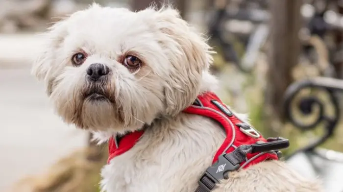 A dog wearing a two-point harness