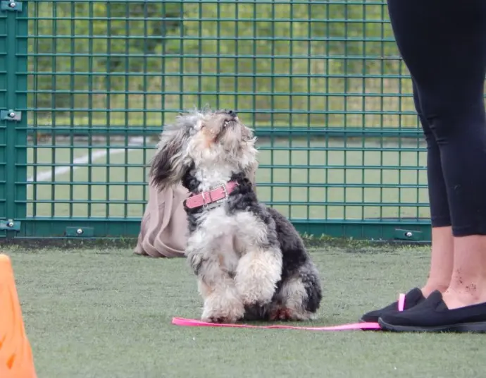 A puppy doing training