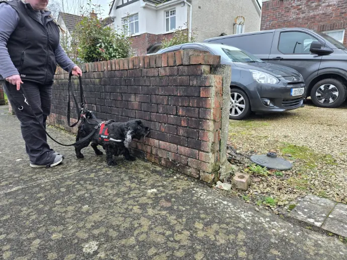 Step 3: End the search with a 'That'll do' and throw a treat away from the search area